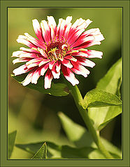 photo "MacroVision #8"