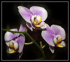 photo "Three graces"