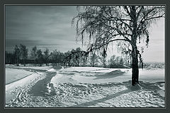 photo "Winter etude with birch"