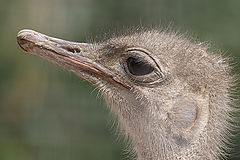 photo "Just Ostrich"