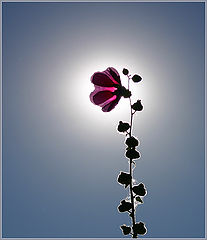 photo "To the Sun"