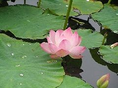 photo "lotos"