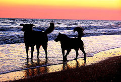 photo "Untitled photo"