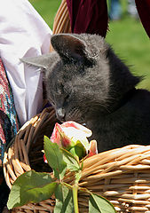 photo "Cat in a Basket"