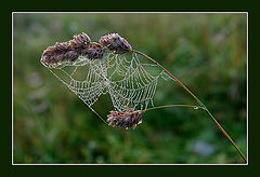 photo "Spider line"