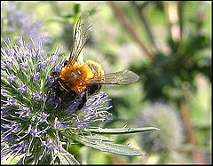 photo "Shaggy bumblebee"