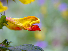 photo "Shaggy lip"