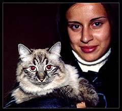 photo "Cats"