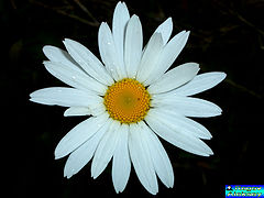 photo "Flower_2"