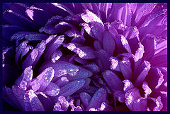 photo "***"