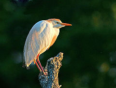 фото "soaking  up the golden rays"
