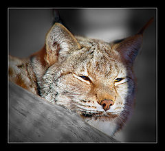 photo "Muuuurrrr...)"
