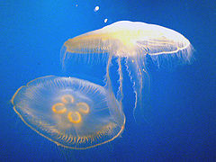 photo "Jelly Fish"