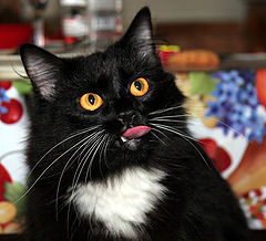 photo "Markiza"