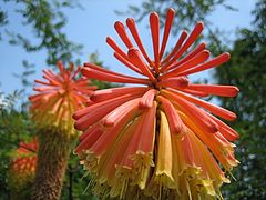 photo "Orange"