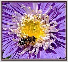 фото "..."