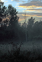 photo "Alone in the Mist"