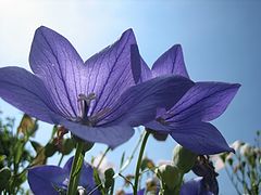 photo "Purple"