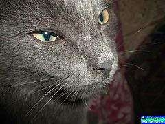 photo "Kot"