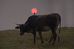 photo "the cow, the bird and the sun"