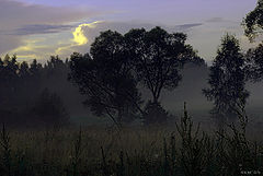 photo "Alone in the Mist 2"