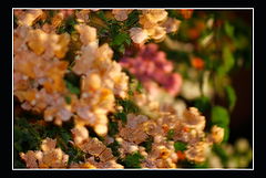 фото "night , light"