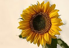 photo "Holidays XIX - The yellow flower"