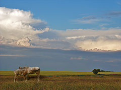 photo "Summer evening"
