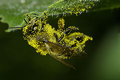 photo "bee"