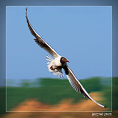 photo "The Flight..."