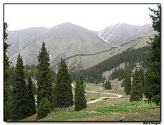 photo "Spruces"