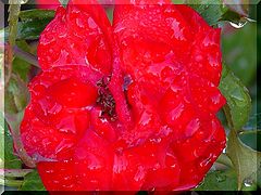 фото "Raindrops On Roses....."