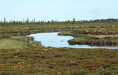 photo "Peat marsh"