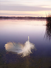 photo "The feather floating on the river"