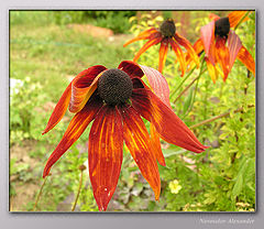photo "Hi autumn, farewell summer!"