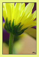 фото "1"