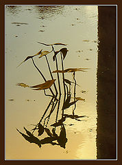 photo "River figures"