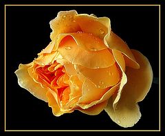 фото "bathed in a golden glow"