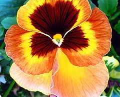 photo "Pansy"