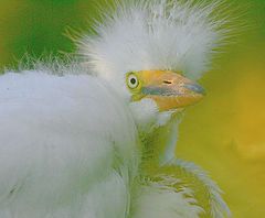 фото "bad hair day 2"