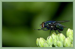 photo "sniper"
