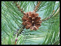 photo "The Cone"