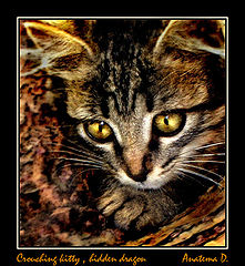 фото "Crouching Kitty, Hidden Dragon"