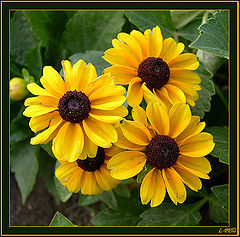 photo "Flowers"