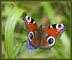 photo "The peacock eye. A unpretentious picture."