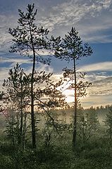 фото "Утро на болоте 2."