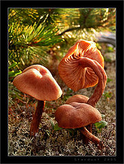 photo "Mushroom Family"