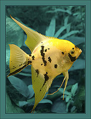 photo "Golden Fish"