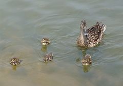 photo "duck and ducklings returning from lunch"