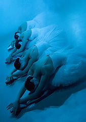 photo "Sleeping swans"